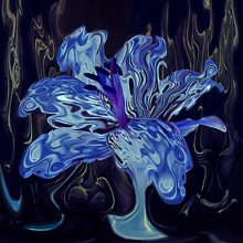 Blue_lily_n1